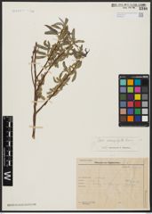 Foto von Salix acmophylla Boiss.